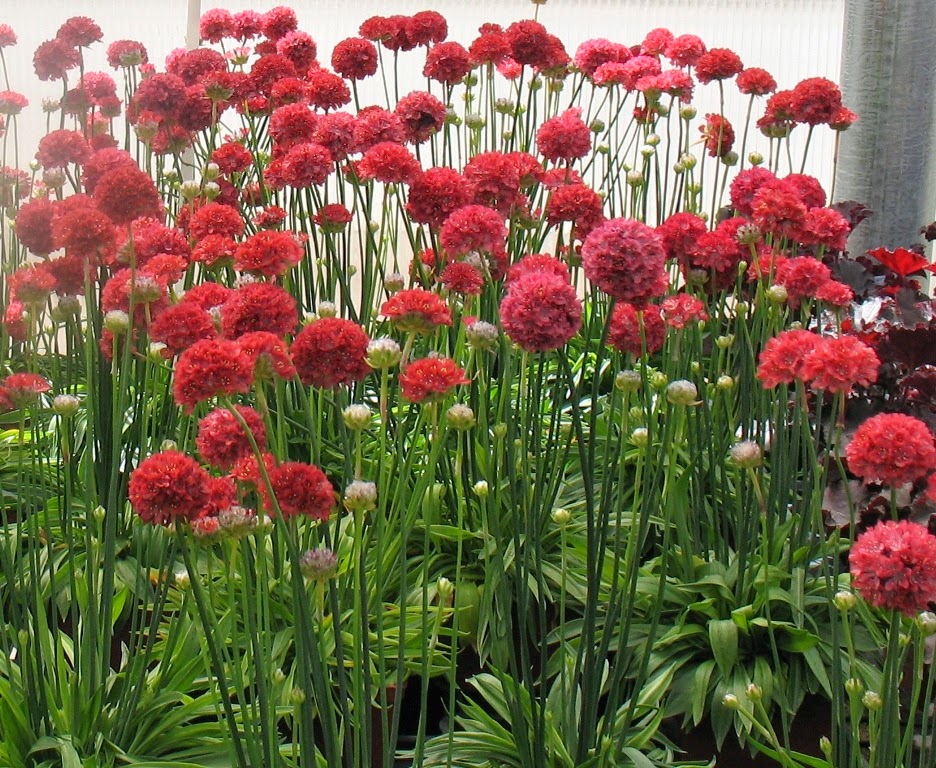 Armeria (Pázsitszegfű)